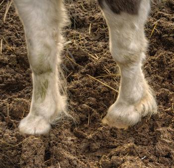 Mud horse schlamm